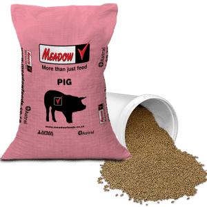 Piglet StartRite