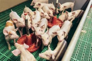 improving pig welfare