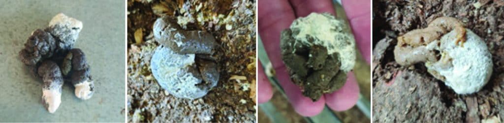 Healthy manure with typical white urate crystals coating the outside