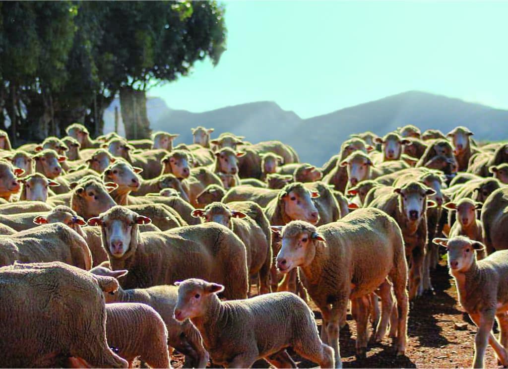 Lamb and ewes