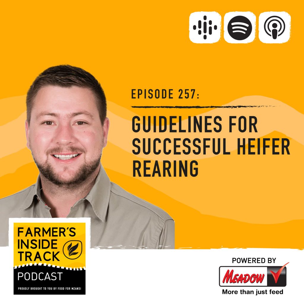 Guidelines for successful heifer rearing