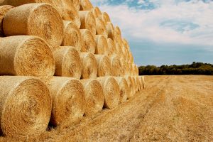 Stage of maturity determines the balance between quality and quantity of your forage