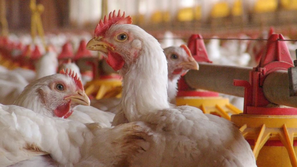 Ensure broilers get essential macro and micro minerals