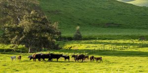 Summer season supplement for cows