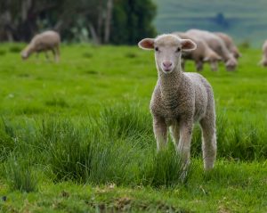 Lamb Creep Feeding