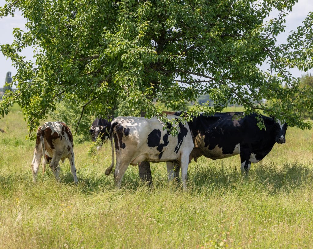 Hidden cost of heat stress on pasture-based dairy cows